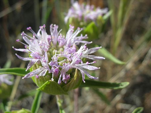 Monardella lanceolata